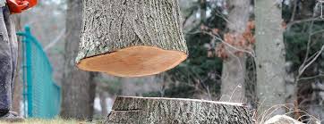 How Our Tree Care Process Works  in  Sanford, CO